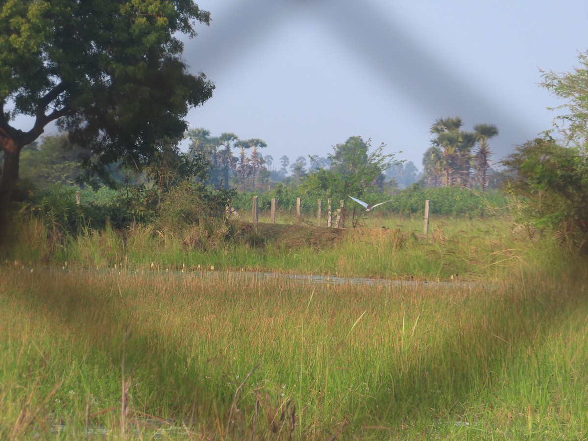 Indian Pond-Heron - ML526083221