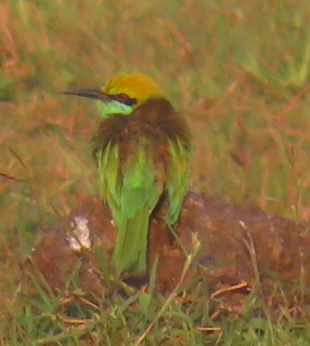 Asian Green Bee-eater - ML526083321