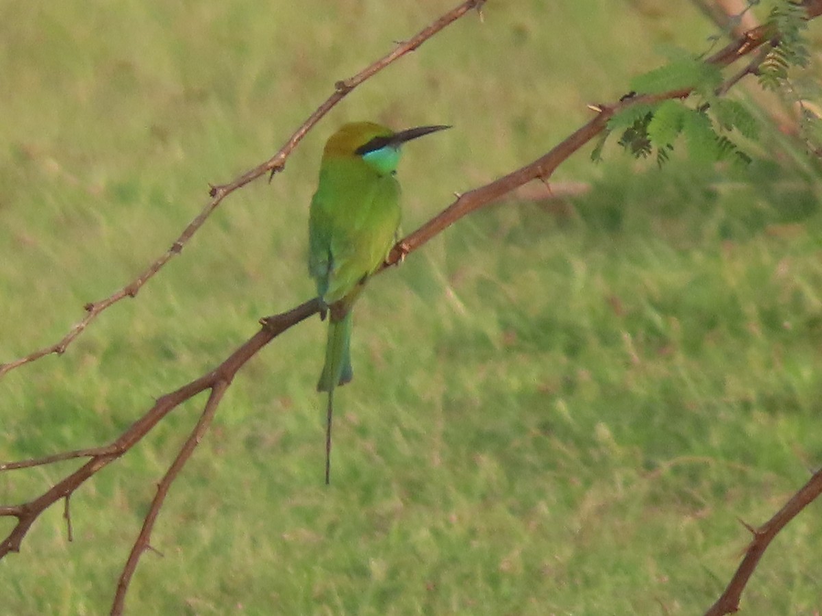 Asian Green Bee-eater - ML526083331