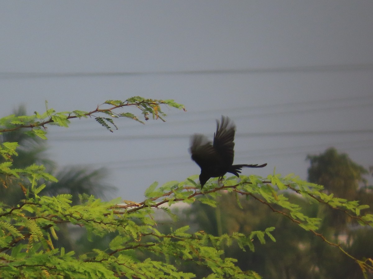 Black Drongo - ML526083361