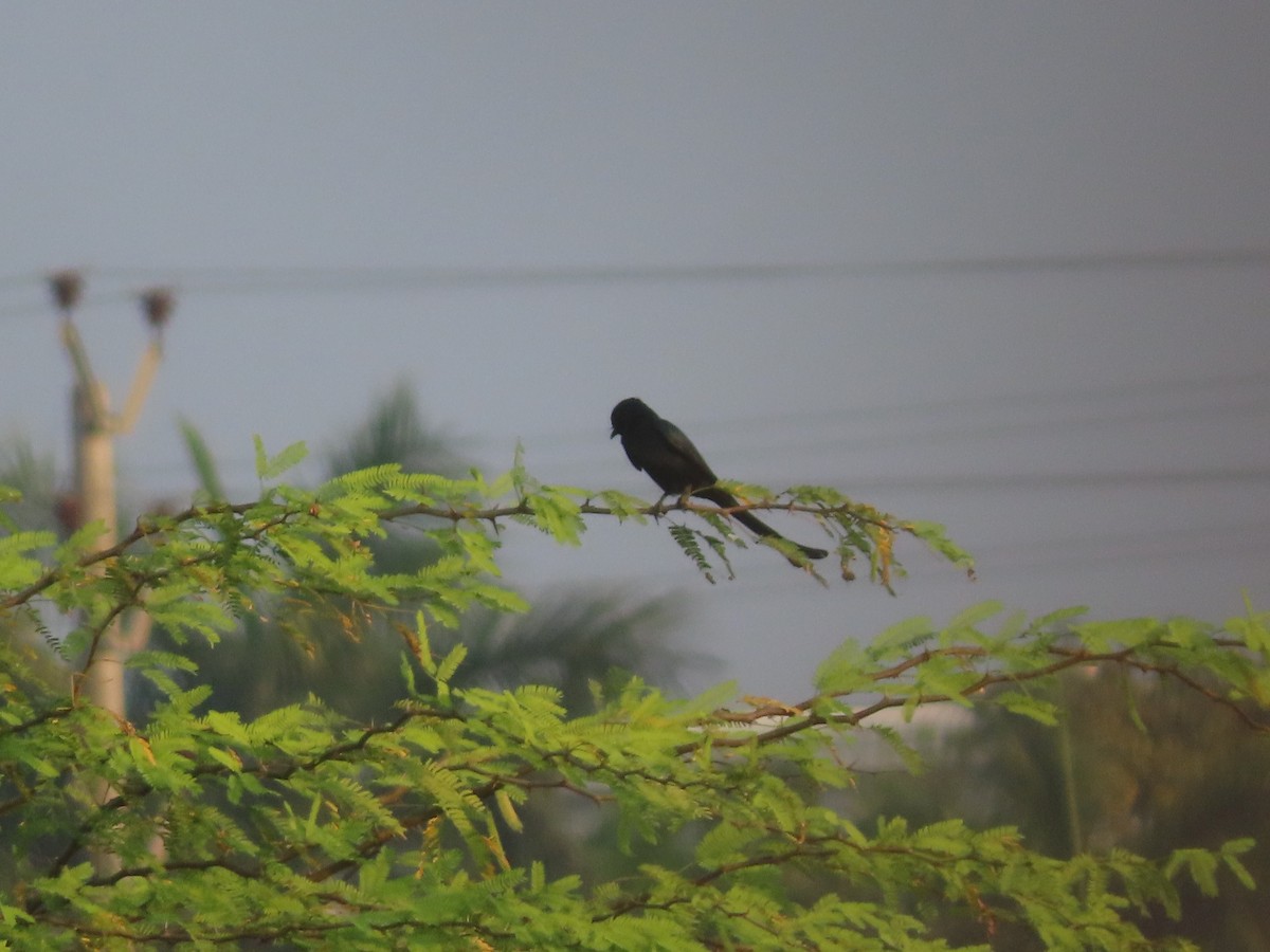 Black Drongo - ML526083371