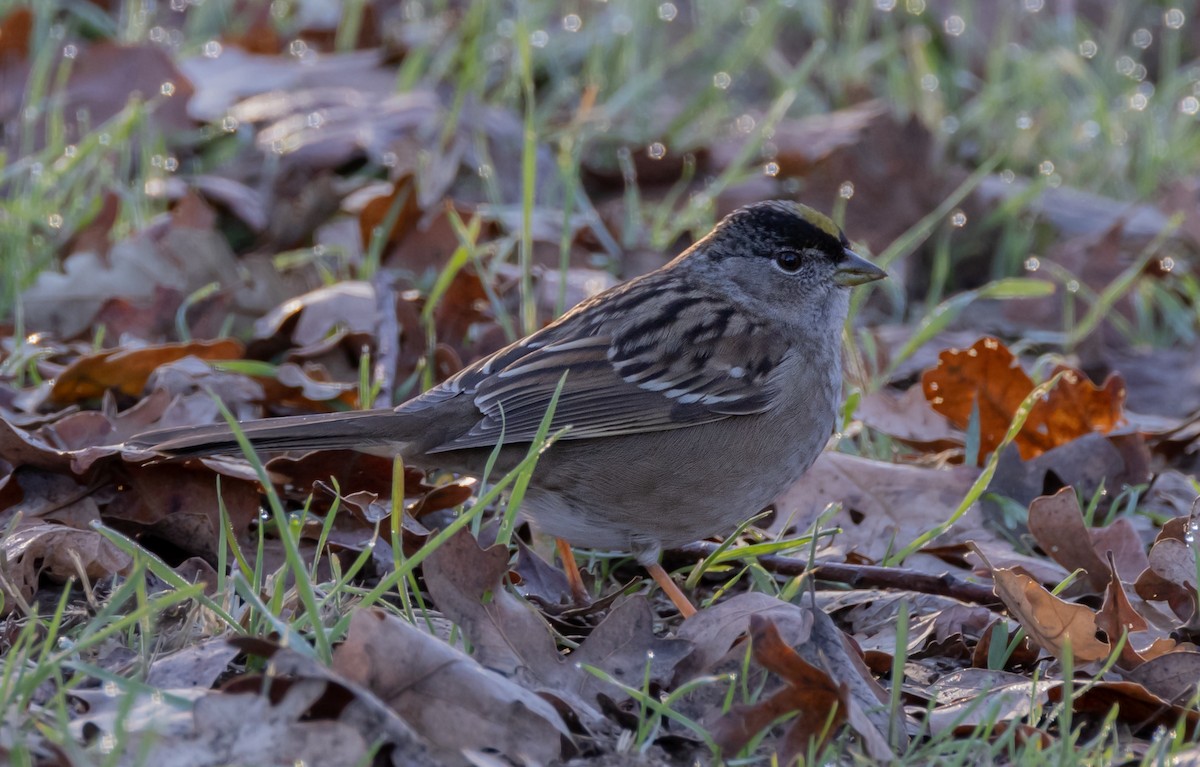 Golden-crowned Sparrow - ML526083441