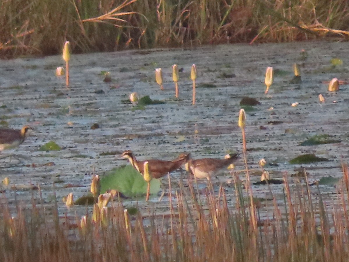 Pheasant-tailed Jacana - ML526083851