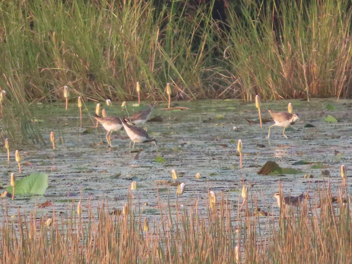 Pheasant-tailed Jacana - ML526083861