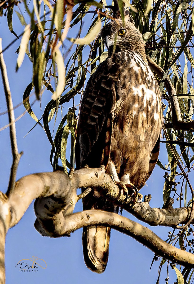 Águila Variable - ML526084641