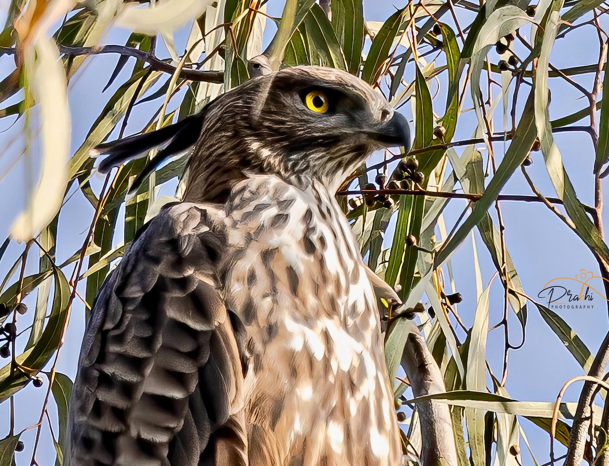 Aigle huppé - ML526084661