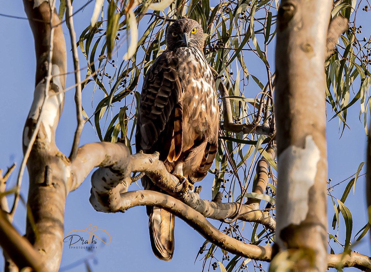 Aigle huppé - ML526084671