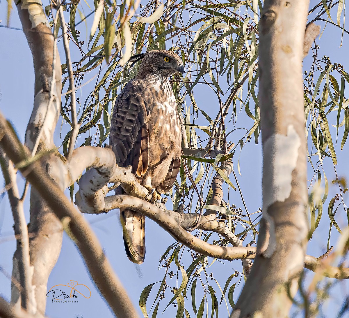 Indienhaubenadler - ML526084691