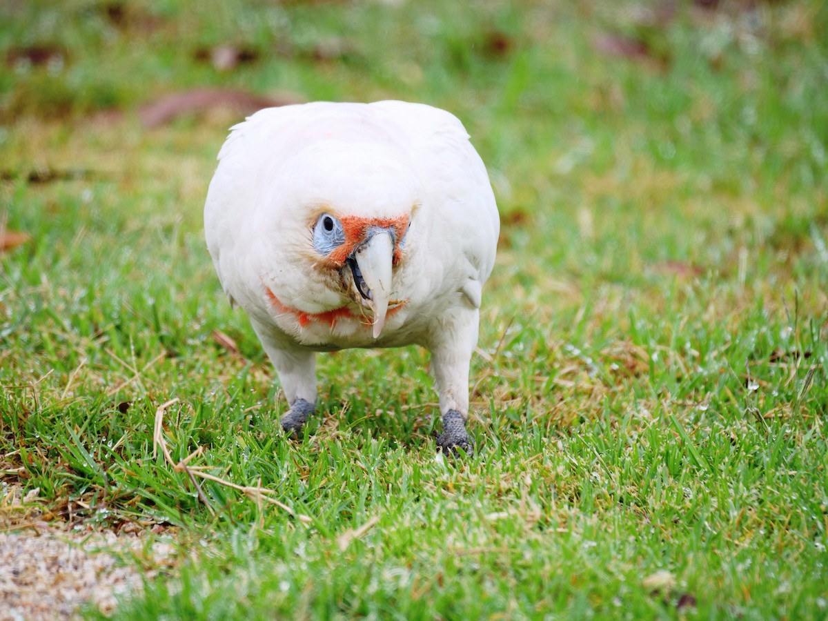 Long-billed Corella - ML526084871