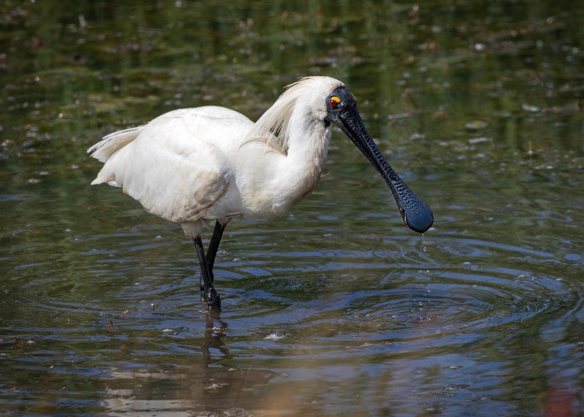 Royal Spoonbill - ML526085271