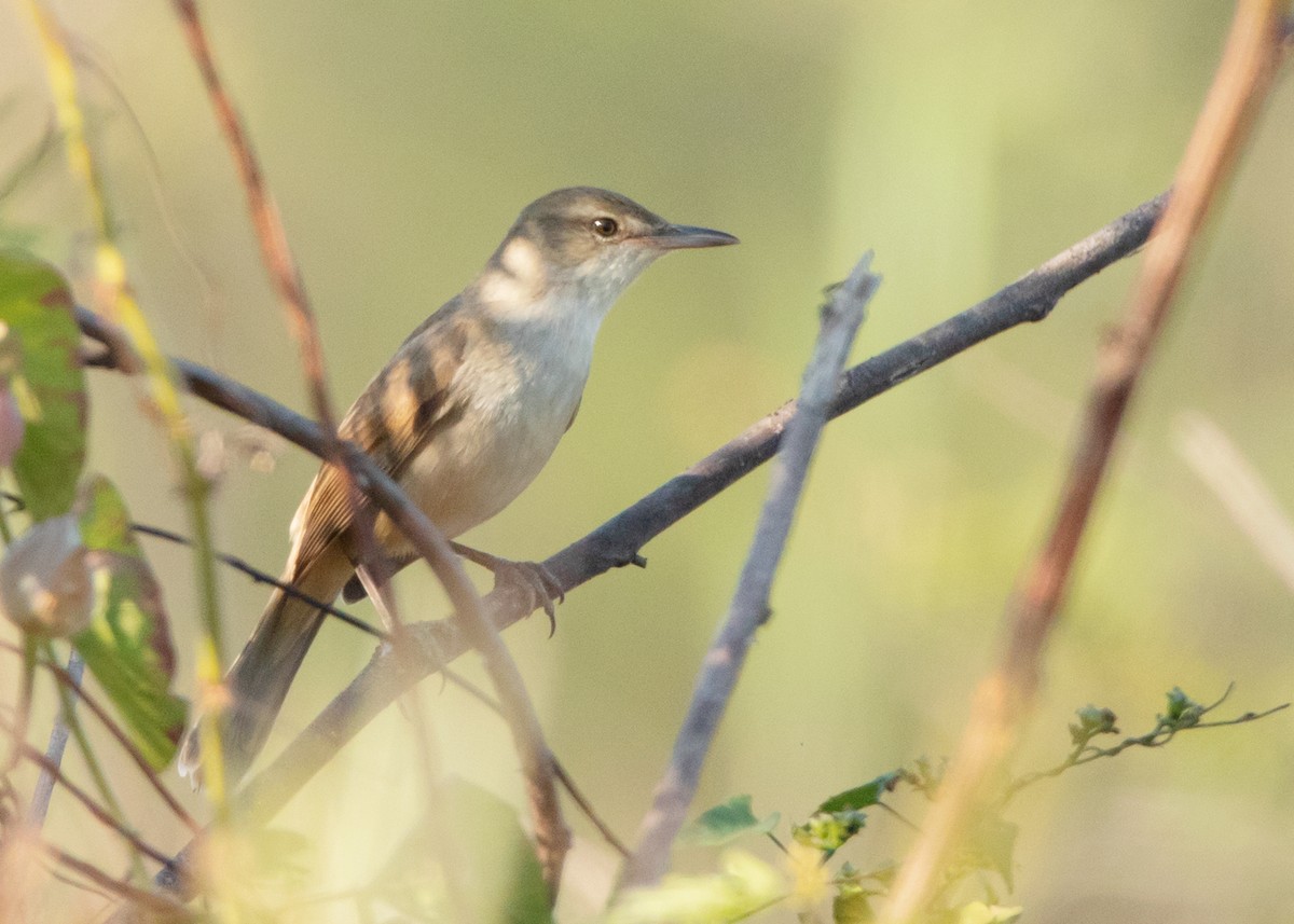 Great/Oriental/Clamorous Reed Warbler - ML526086351