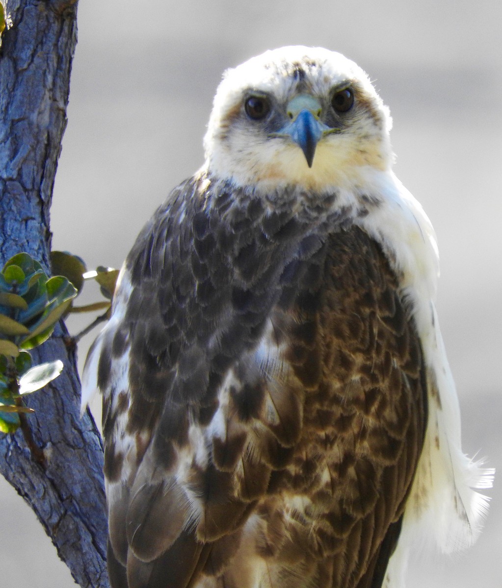 Hawaiian Hawk - ML52608661