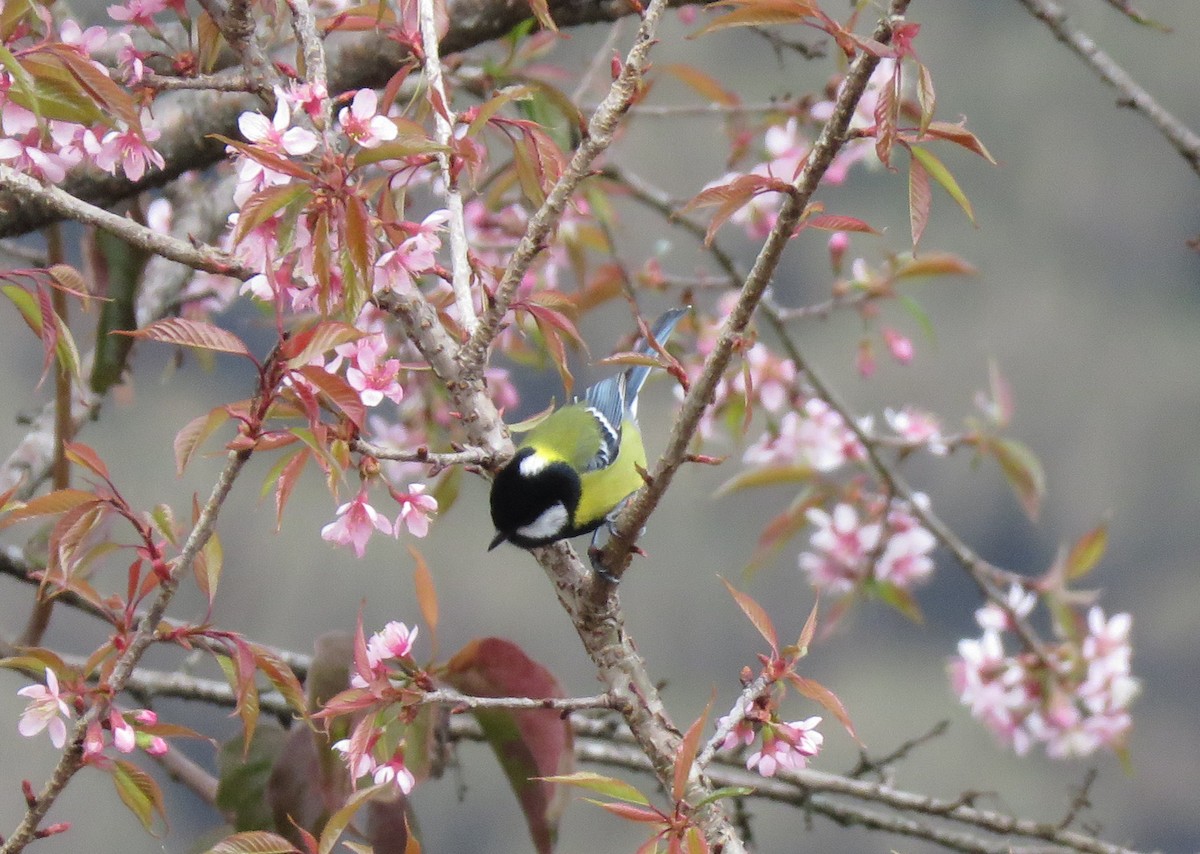 Green-backed Tit - ML526087231