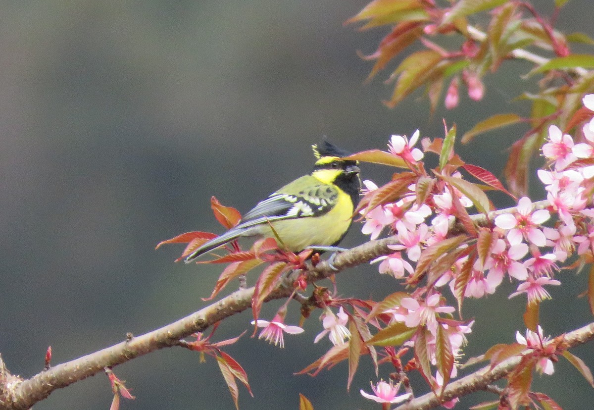 Himalayan Black-lored Tit - ML526087241