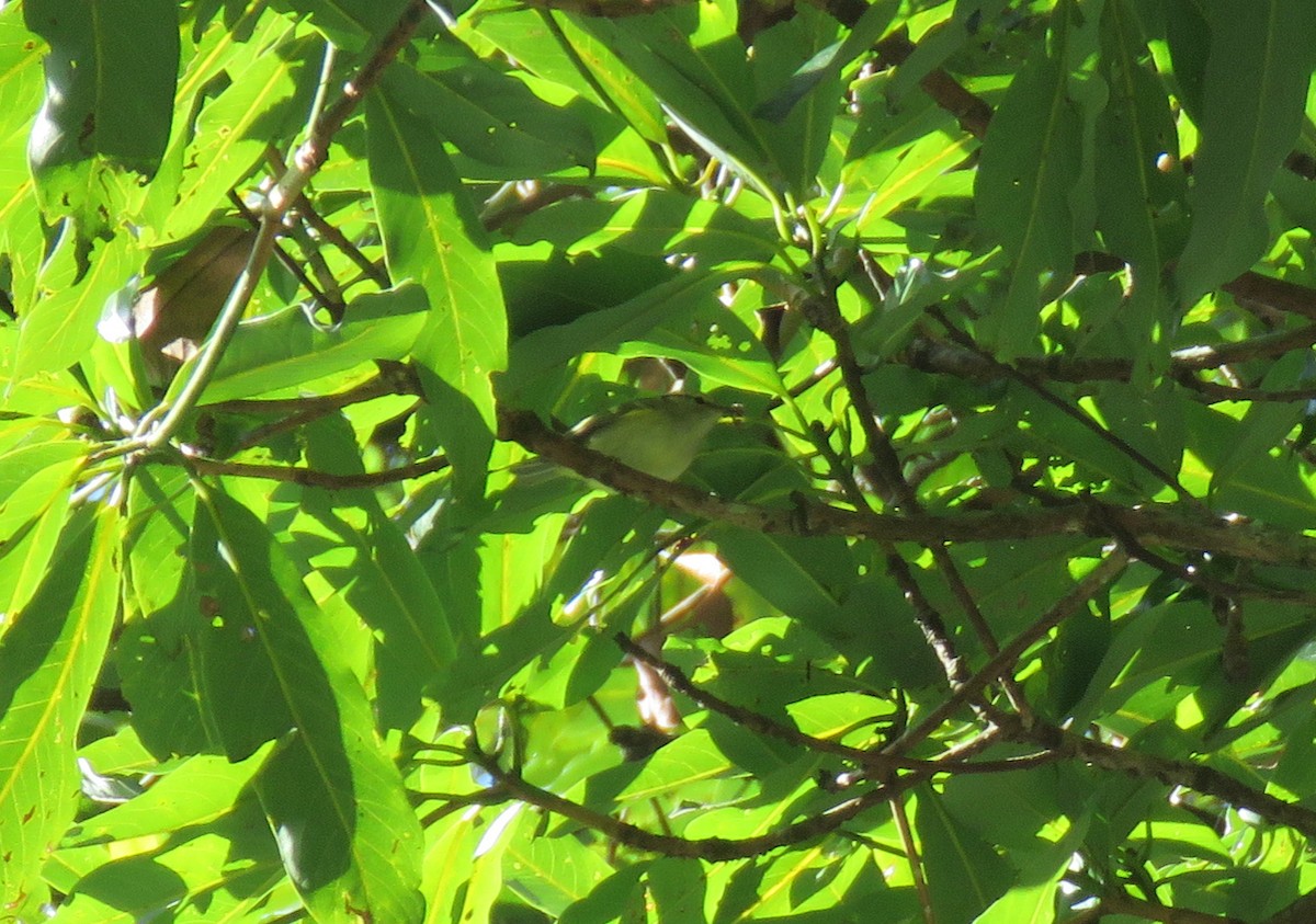 Yellow-browed/Hume's Warbler - ML526087331