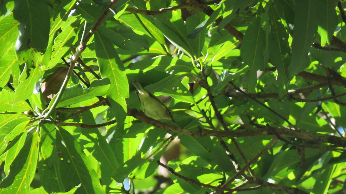 Yellow-browed/Hume's Warbler - ML526087341