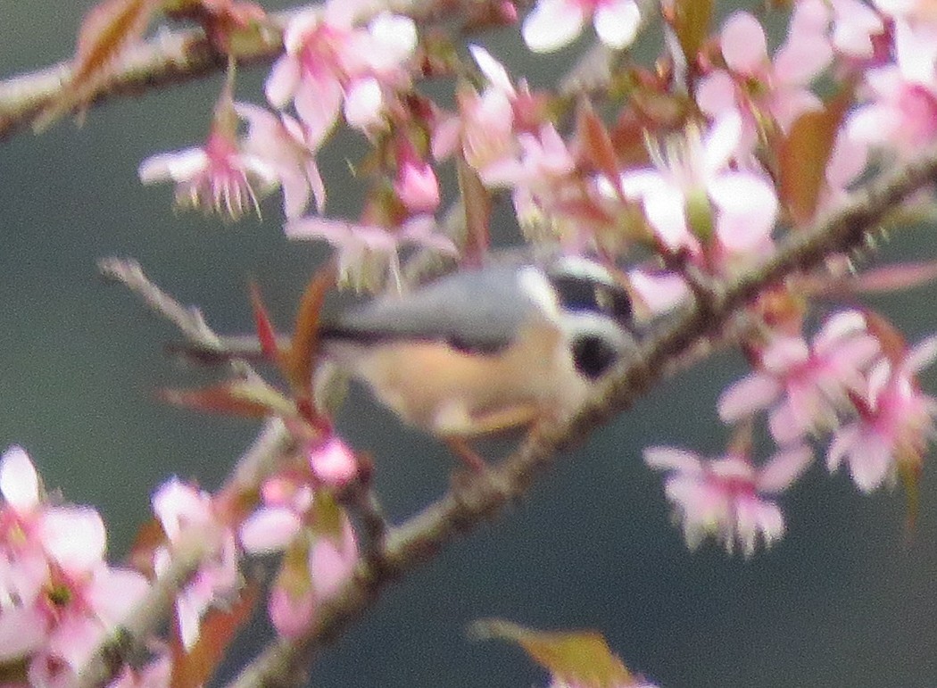 Black-throated Tit - ML526087391