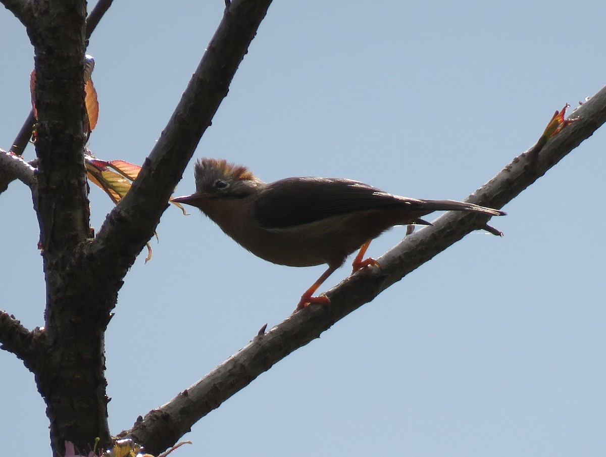 Rufous-vented Yuhina - ML526087611