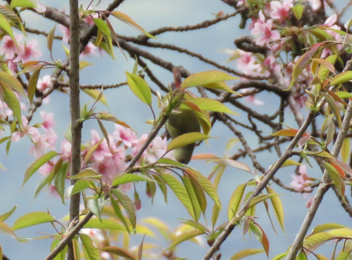 Fire-tailed Sunbird - ML526087681