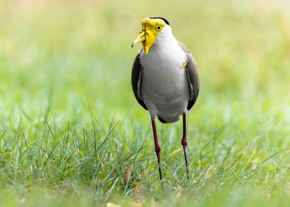 Masked Lapwing (Masked) - ML526088291