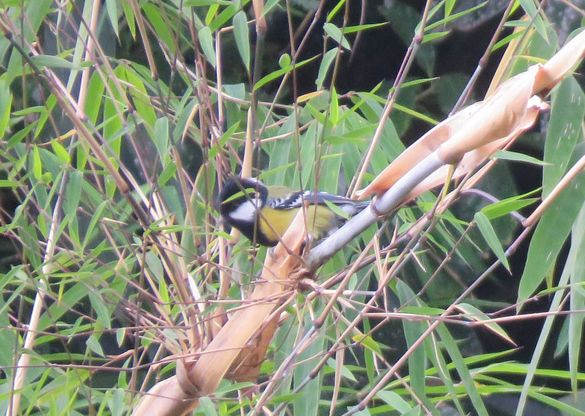 Green-backed Tit - ML526088481