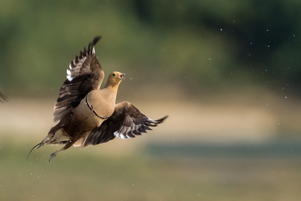 Chestnut-bellied Sandgrouse - Aseem Kothiala