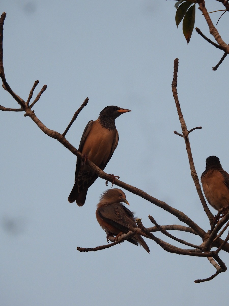 Rosy Starling - ML526092471