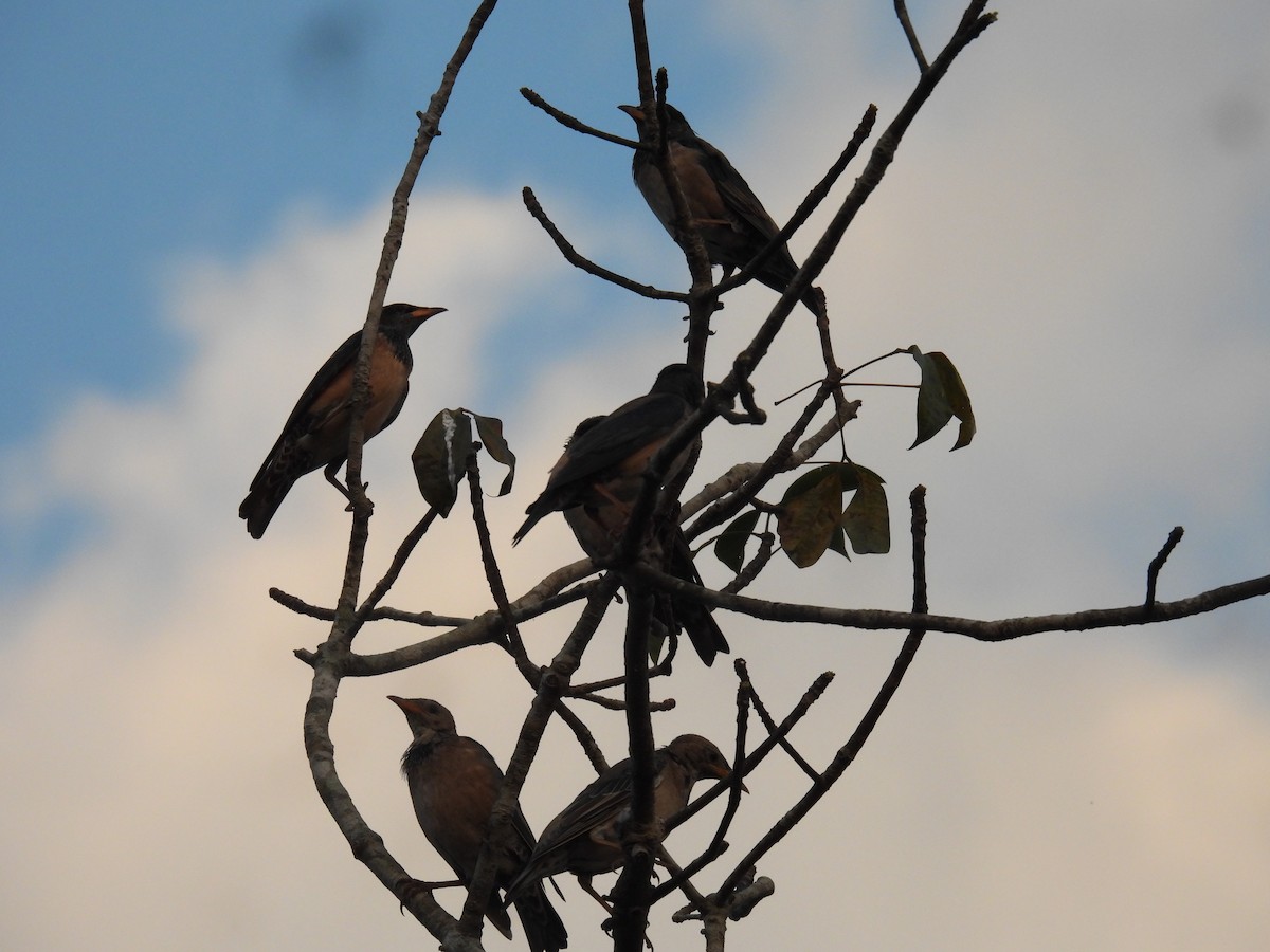 Rosy Starling - ML526092481