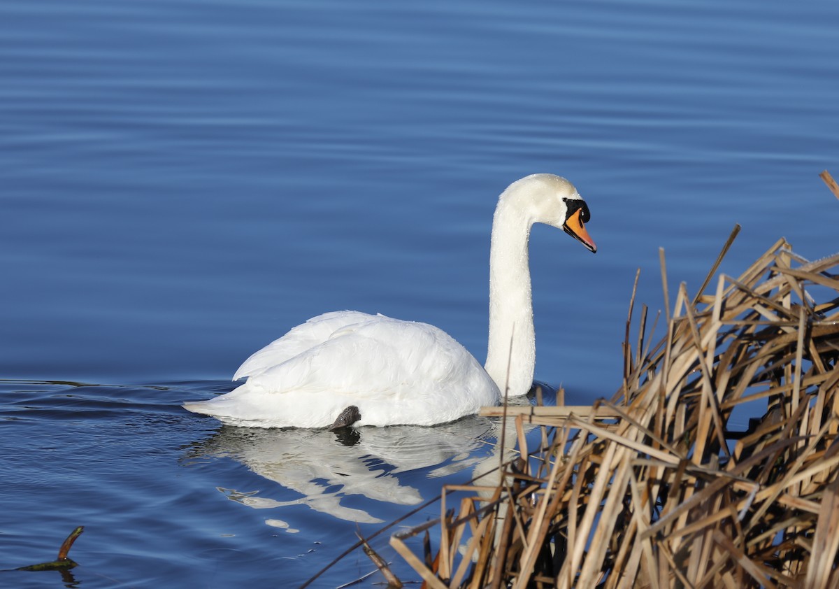 Mute Swan - ML526092631