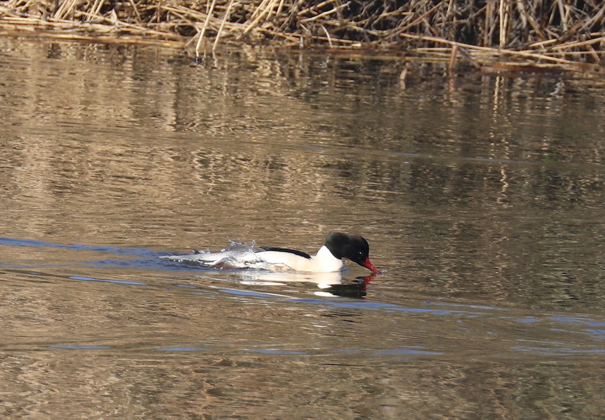 Common Merganser - ML526092781