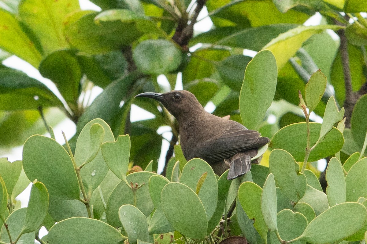 Dusky Myzomela - ML526096651