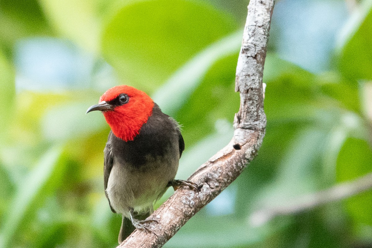 Red-headed Myzomela - ML526096761