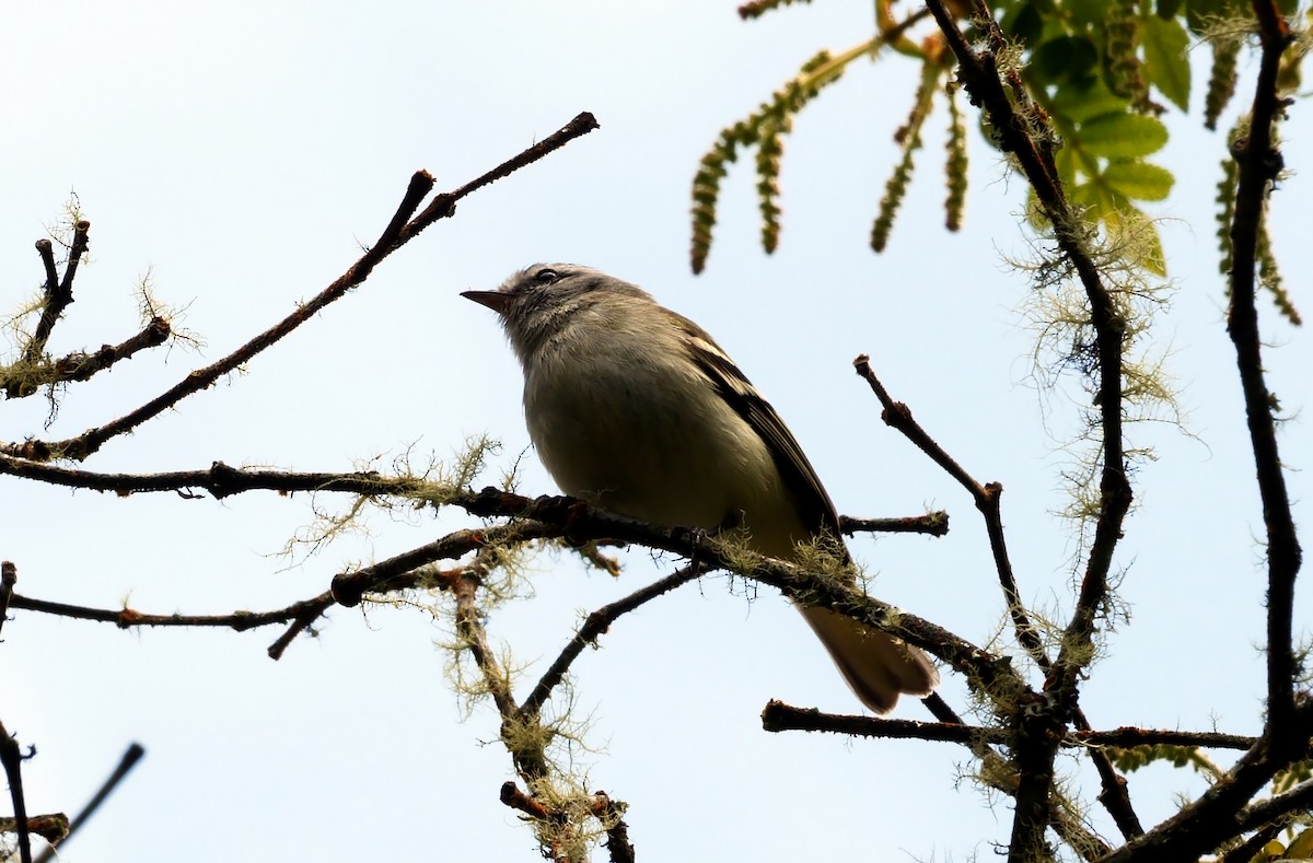 Tyranneau à queue blanche - ML526097841