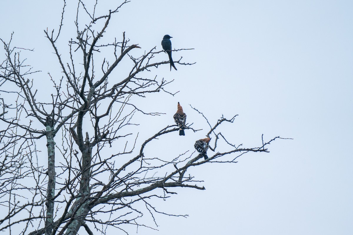 Eurasian Hoopoe - ML526099701