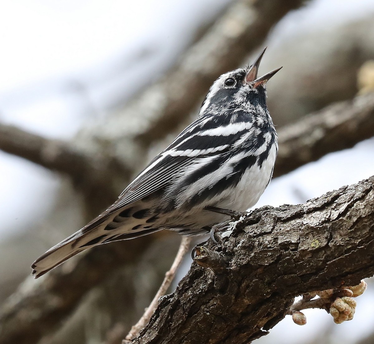 Black-and-white Warbler - Charles Lyon