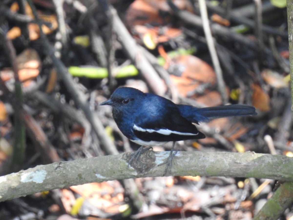 Oriental Magpie-Robin - ML526100671