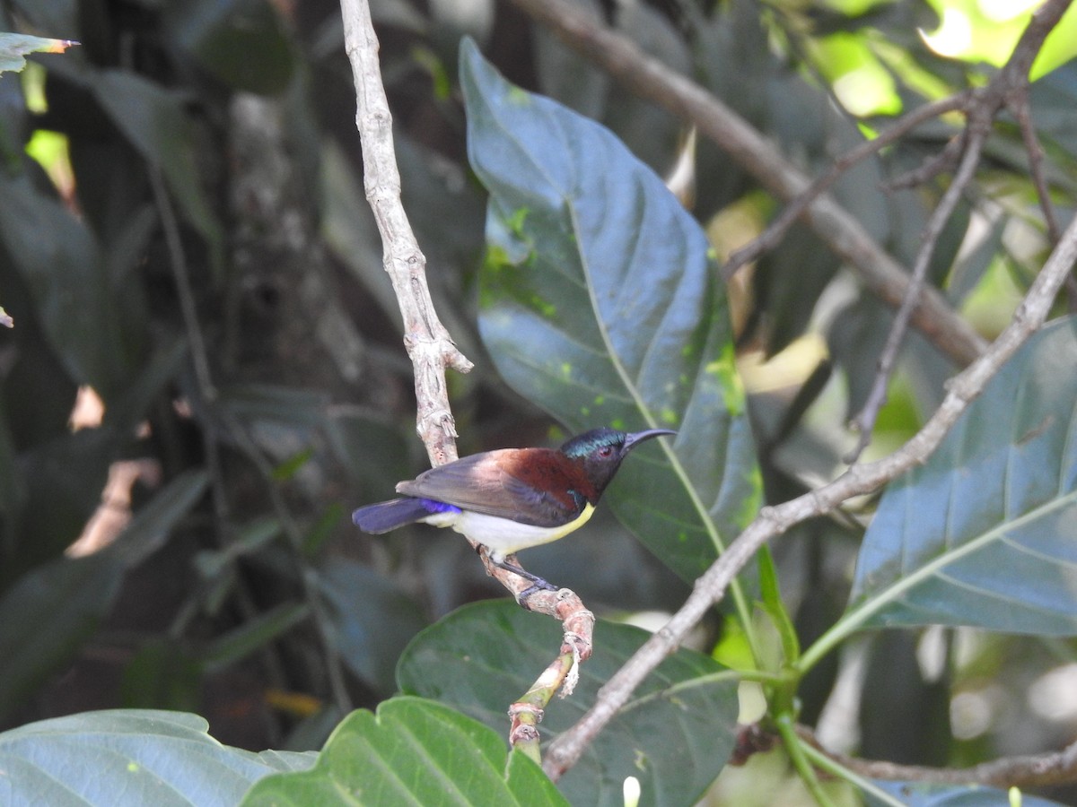Purple-rumped Sunbird - ML526100771