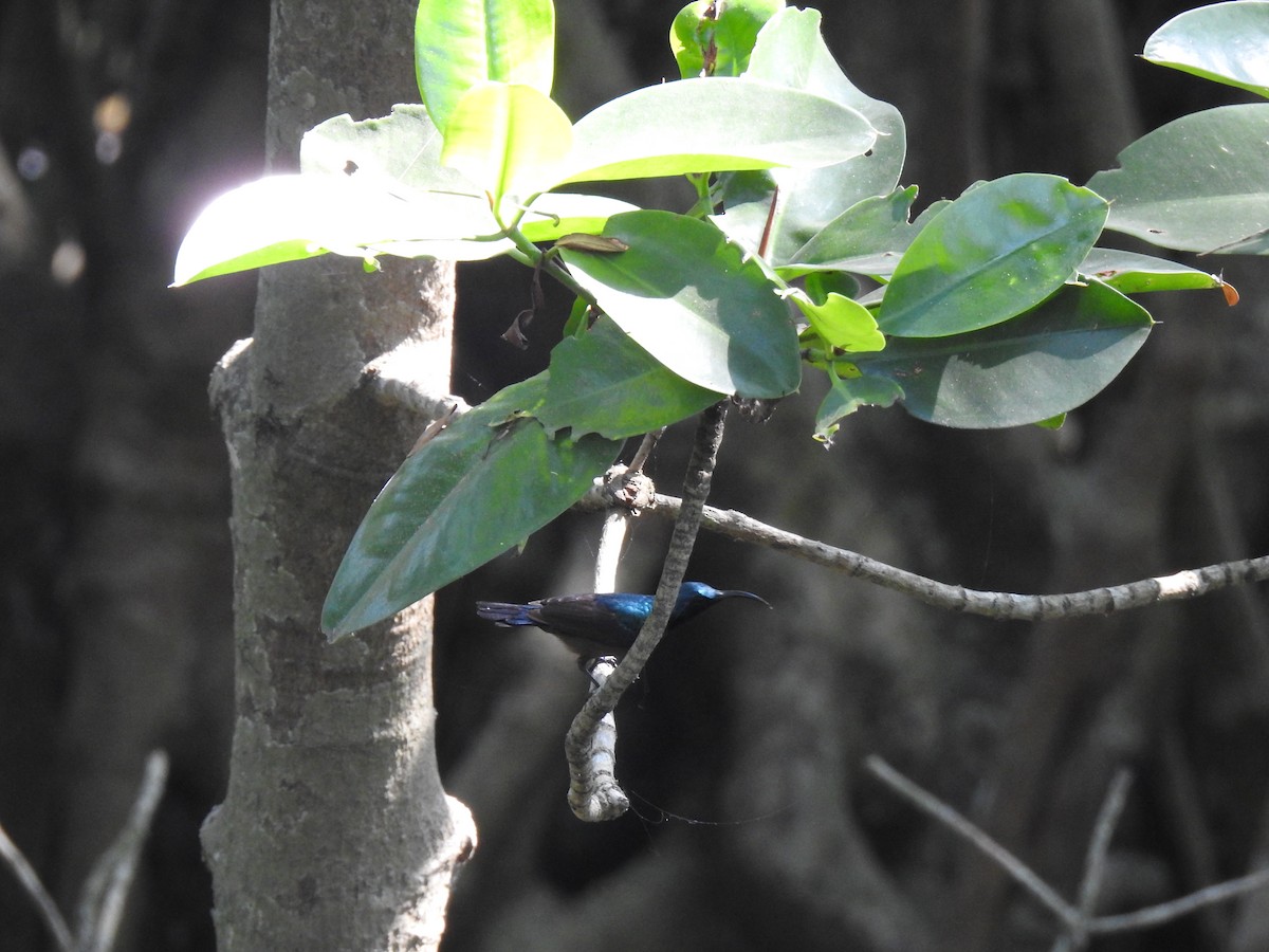 Loten's Sunbird - ML526100791