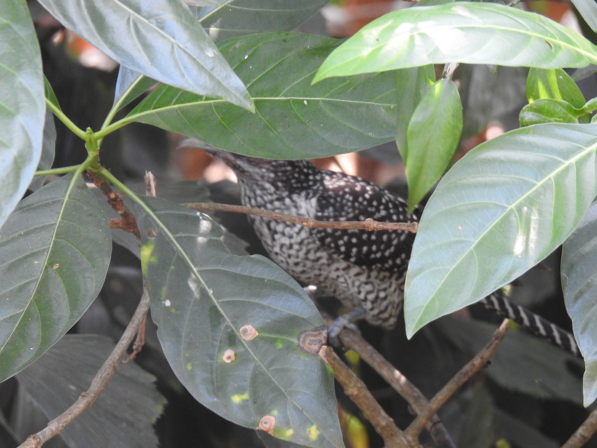 Asian Koel - ML526100841