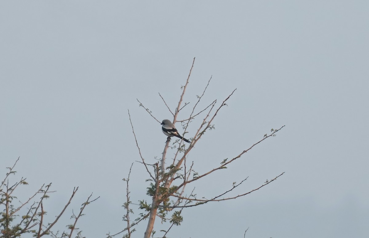 Great Gray Shrike - ML526101421