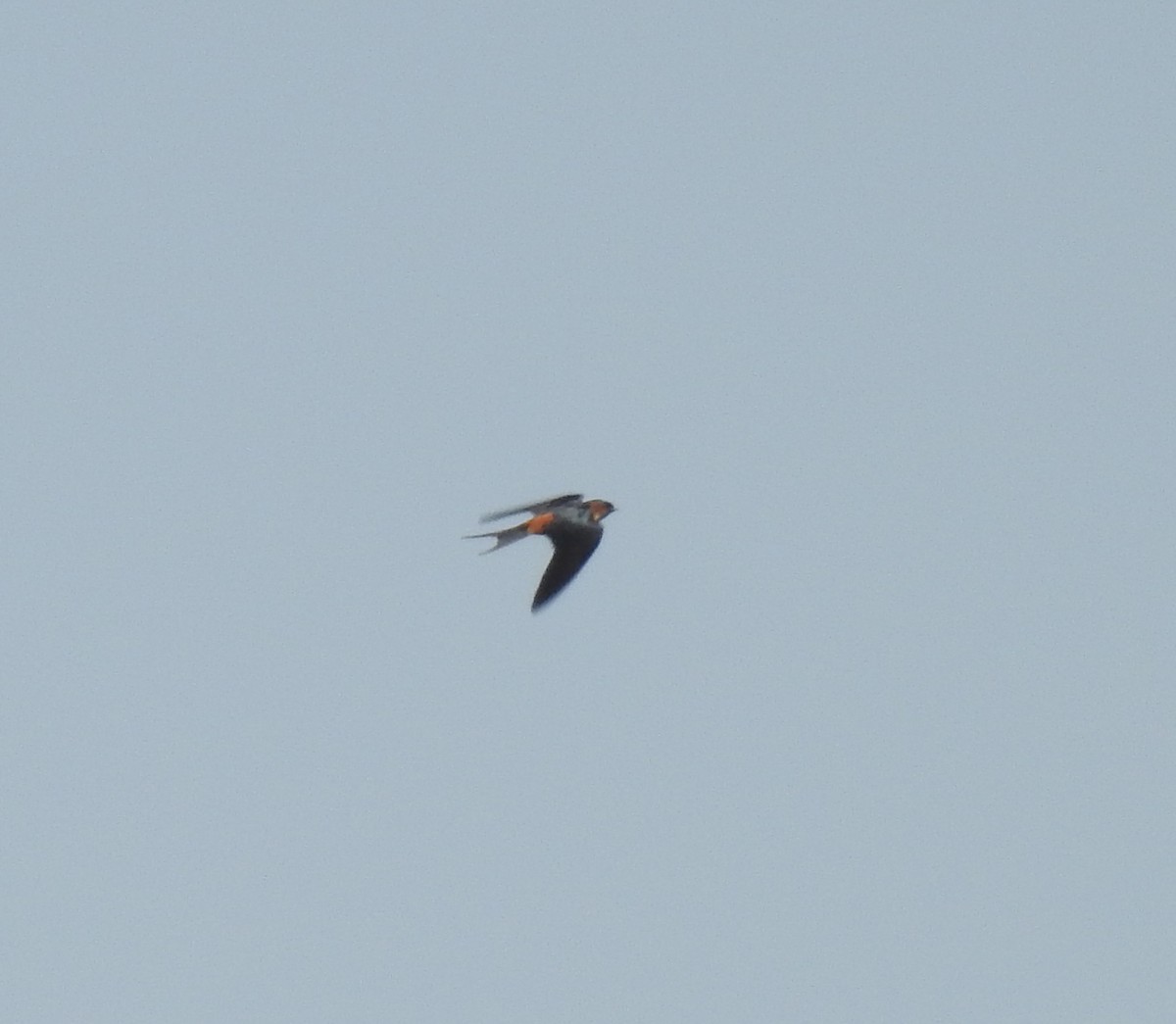 Eastern Red-rumped Swallow (Daurian) - ML526101511
