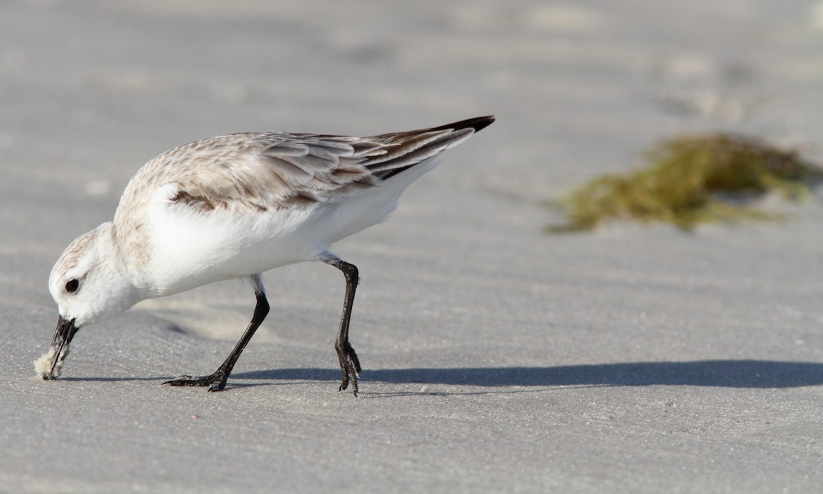 Bécasseau sanderling - ML52610201