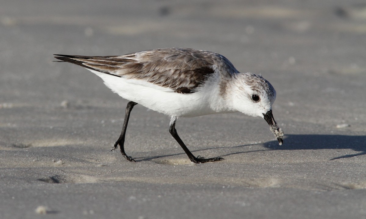 Bécasseau sanderling - ML52610221