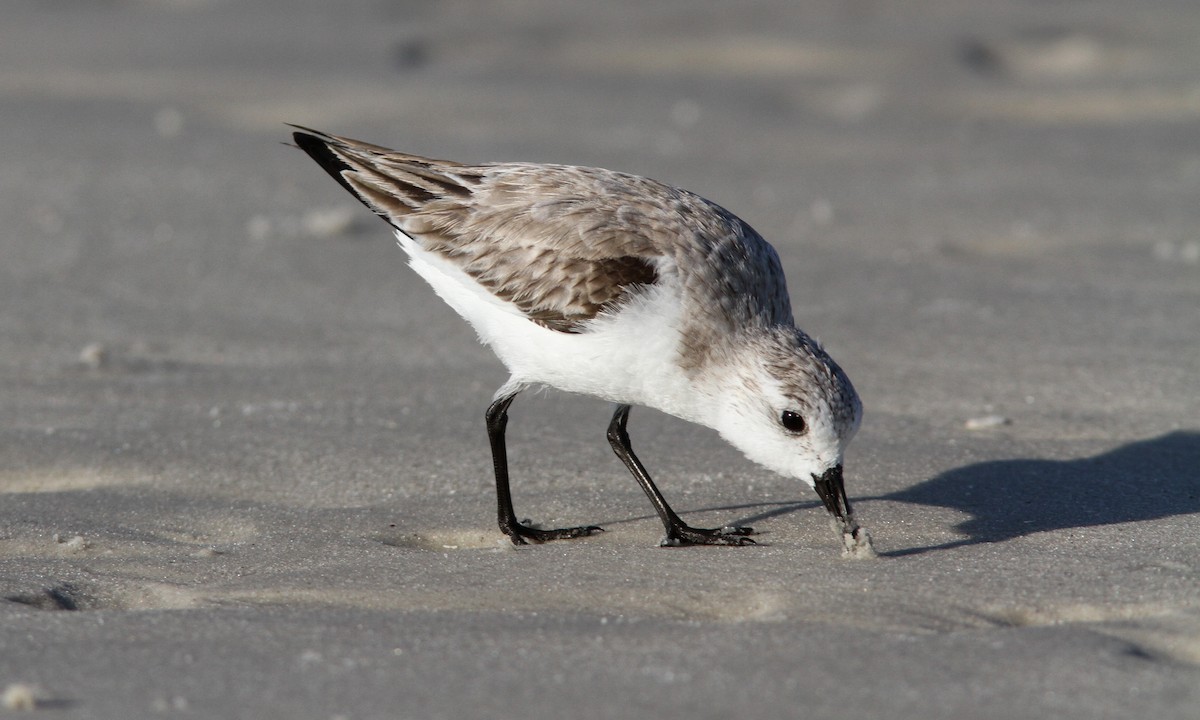 Bécasseau sanderling - ML52610231