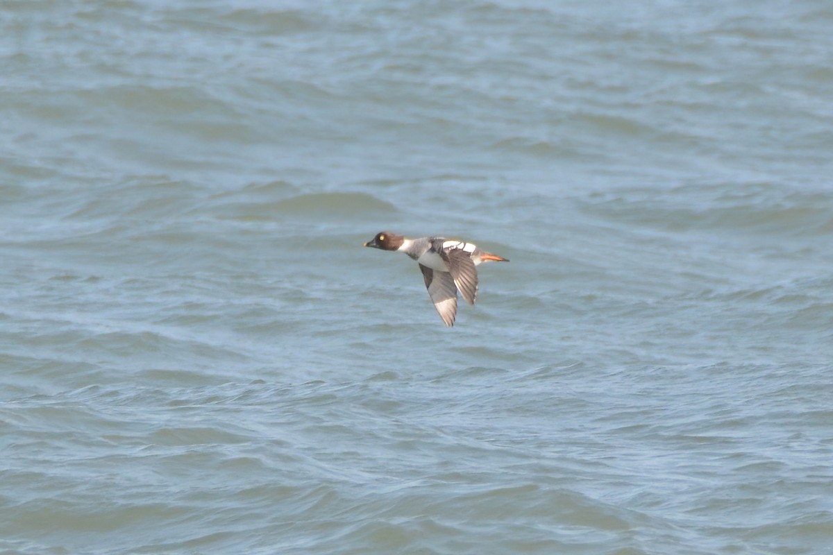 Common Goldeneye - ML526102561