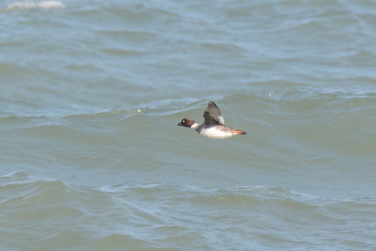 Common Goldeneye - ML526102581