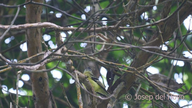 Black-capped Tyrannulet - ML526103101