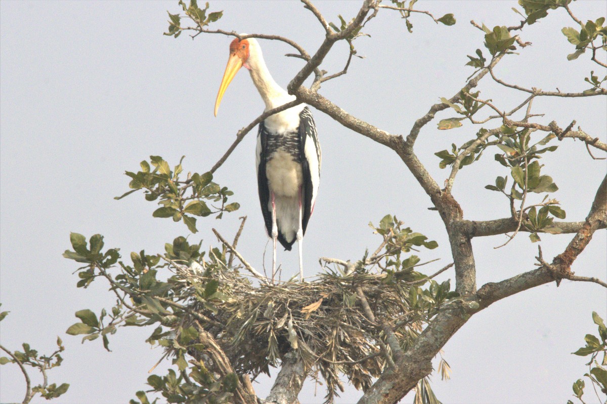 Painted Stork - Ajay Sarvagnam