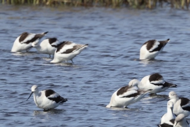 American Avocet - ML526103661