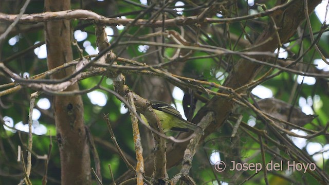 Black-capped Tyrannulet - ML526103761